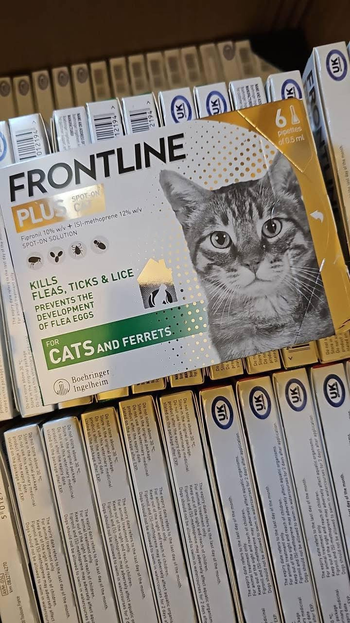 FL Cats - 6 Pip